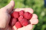 Rubus idaeus ´Little Sweet Sister®-terasový ! - Obrázek 2