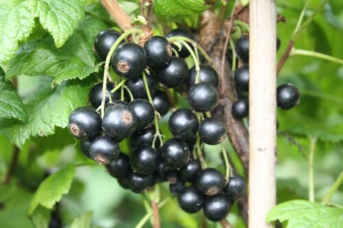 Rybíz černý 'Little Black Sugar'-terasový - Obrázek 1