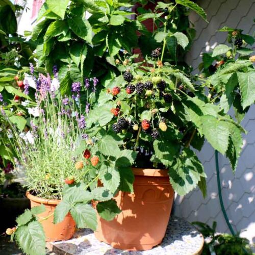 Rubus fruticosus ´Little Black Prince®´-zakrslá ostružina - Obrázek 1