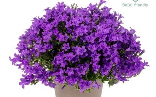 Campanula portenschlagiana 'Ambella'