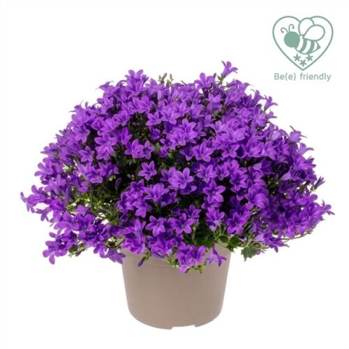 Campanula portenschlagiana 'Ambella' - Obrázek 1
