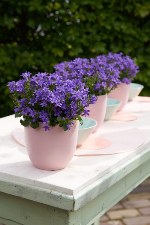 Campanula portenschlagiana 'Ambella' - Obrázek 2