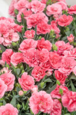 Dianthus caryophyllus 'Oscar'