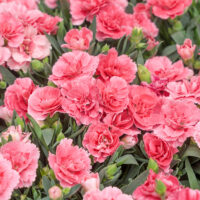Dianthus caryophyllus 'Oscar' - P11