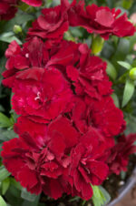 Dianthus caryophyllus 'Oscar' - Obrázek 2