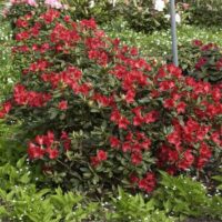 RHODODENDRON repens 'Baden–Baden' 20–25 cm