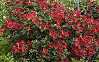 RHODODENDRON repens 'Baden–Baden' 20–25 cm