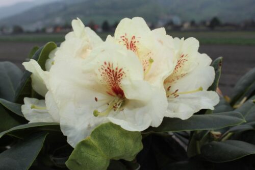 RHODODENDRON hybr. 'Goldbukett' 30–40 CM - Image 1