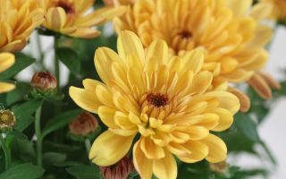Chrysanthemum indicum