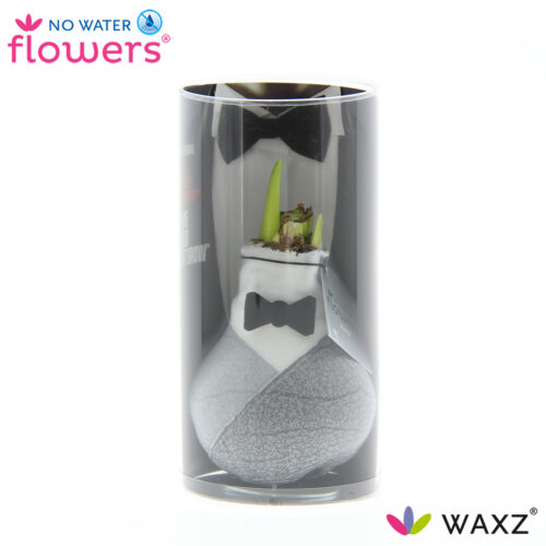 Amarylka ve vosku_WAXZ® - Giletz - Obrázek 2