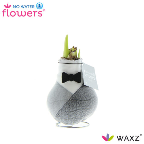 Amarylka ve vosku_WAXZ® - Giletz - Obrázek 1