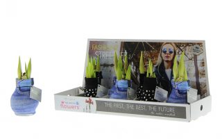 Amarylka ve vosku_WAXZ® - Fashionz Street Life