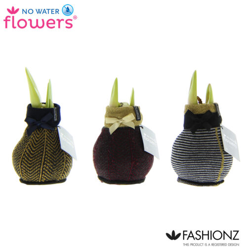 Amarylka ve vosku_WAXZ® - Fashionz Elegant - Obrázek 2