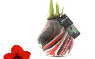 Amarylka ve vosku_WAXZ® - Artooz Earth Red