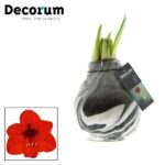 Amarylka ve vosku_WAXZ® - Artooz Earth Black