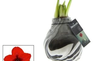 Amarylka ve vosku_WAXZ® - Artooz Earth Black