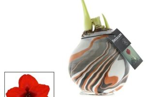 Amarylka ve vosku_WAXZ® - Artooz Earth Cooper