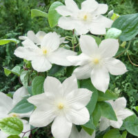 Clematis 'Mevrouw Le Coultre'
