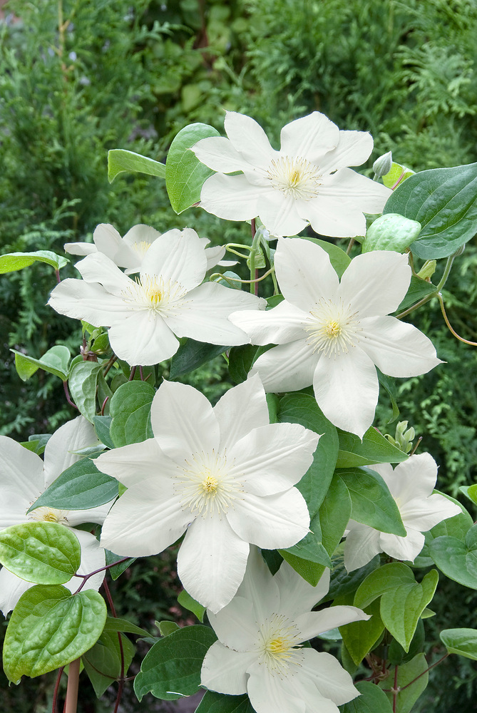 Clematis 'Mevrouw Le Coultre'