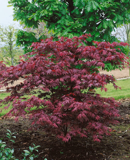 Acer palmatum 'Atropurpureum' - Obrázek 1