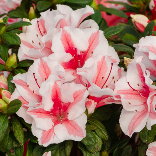 Azalea (J) Encore® 'Starburst®' - Image 3