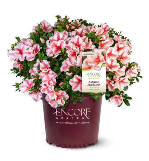Azalea (J) Encore® 'Starburst®' - Image 2