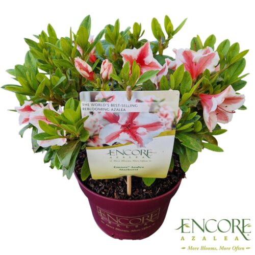 Azalea (J) Encore® 'Starburst®' - Image 1