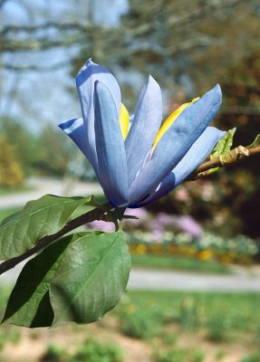 Magnolia 'Blue Opal'