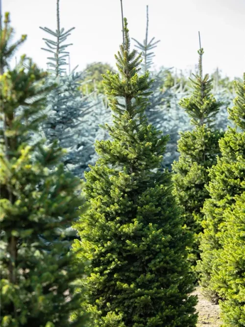 Picea abies 'Will´s Zwerg' - Obrázek 1