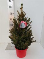 Picea abies 'Will´s Zwerg' - Obrázek 2