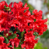 RHODODENDRON 'Scarlet Wonder'