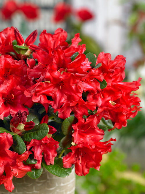 RHODODENDRON 'Scarlet Wonder' - Obrázek 1