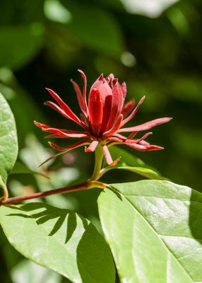 Calycanthus floridus