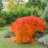 Acer palmatum 'Dissectum' - Kontejner 10l, v. 60-80 cm