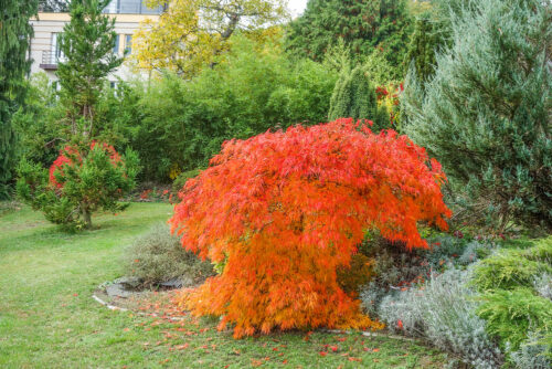 Acer palmatum 'Dissectum' - Obrázek 1