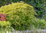 Acer palmatum 'Dissectum' - Obrázek 2