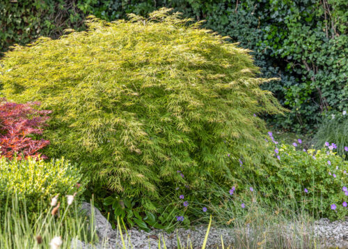 Acer palmatum 'Dissectum' - Obrázek 2