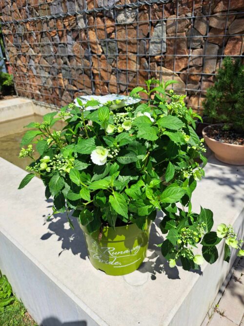 Hydrangea macr. 'Runaway Bride'® - Image 2