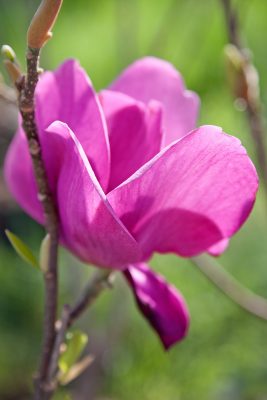 Magnolia 'Cleopatra'
