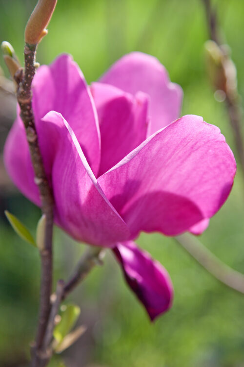 Magnolia 'Cleopatra' - Obrázek 1