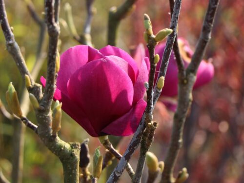 Magnolia 'Cleopatra' - Obrázek 2