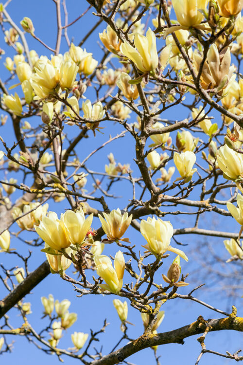 Magnolia 'Butterflies' - Image 1