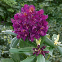 Rhododendron 'Marcel Menard'