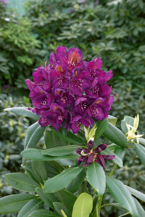 Rhododendron 'Marcel Menard' - Obrázek 1