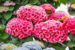 Hydrangea macrophylla Magical® 'Four Seasons' - Obrázek 2
