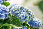 Hydrangea macrophylla Magical® 'Four Seasons'