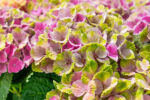 Hydrangea macrophylla Magical® 'Four Seasons' - Obrázek 3