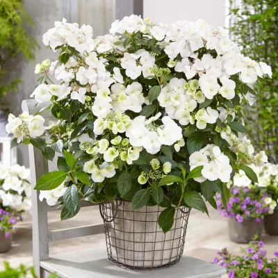 Hydrangea macr. 'Runaway Bride'®