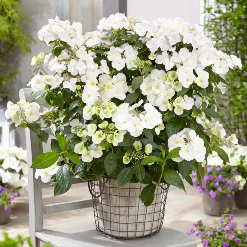 Hydrangea macr. 'Runaway Bride'® - Image 1