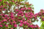 Crataegus laevigata 'Paul´s Scarlet' - Image 2
